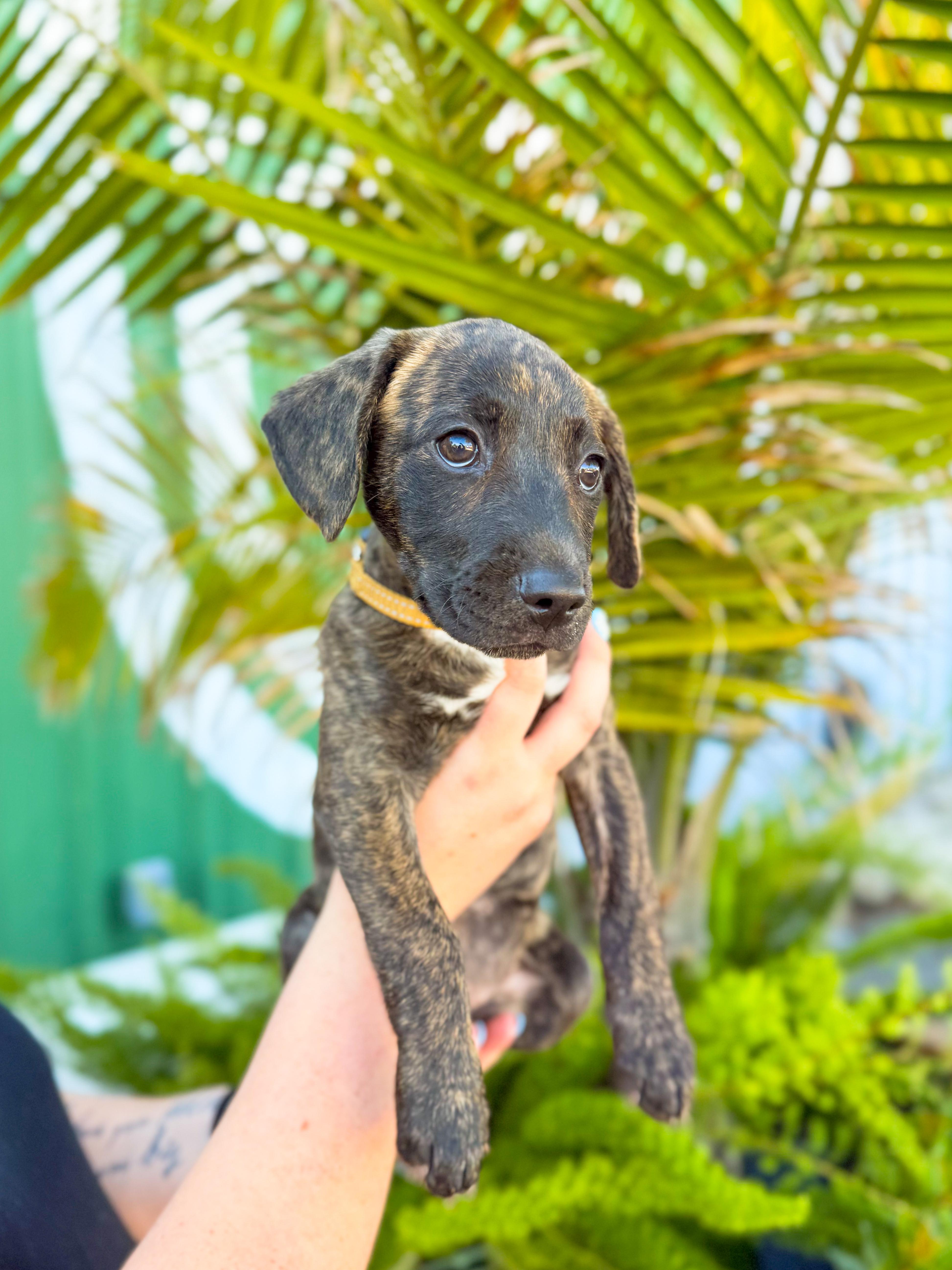 Charm, ADOPTABLE, Puppy Female Hound & Terrier.
