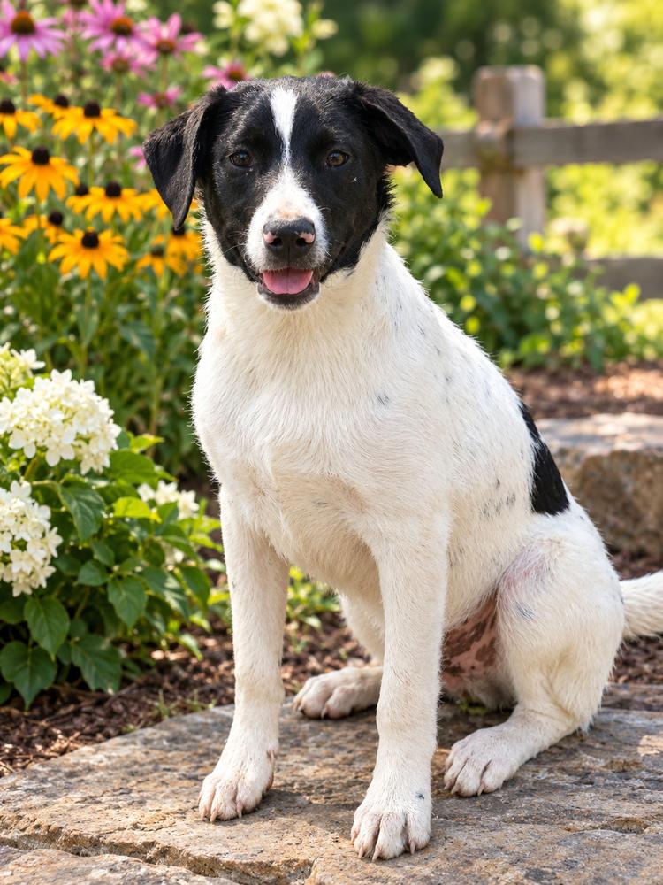 Enlarge Ranier, a Adoptable mixed breed in Milton, GA image 1/6