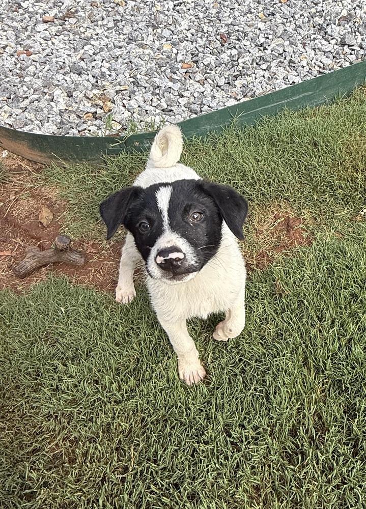 Enlarge Ranier, a Adoptable mixed breed in Milton, GA image 2/6