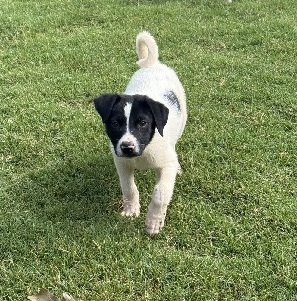 Enlarge Ranier, a Adoptable mixed breed in Milton, GA image 4/6