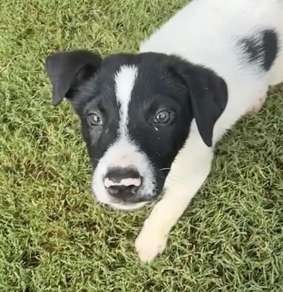 Enlarge Ranier, a Adoptable mixed breed in Milton, GA image 5/6