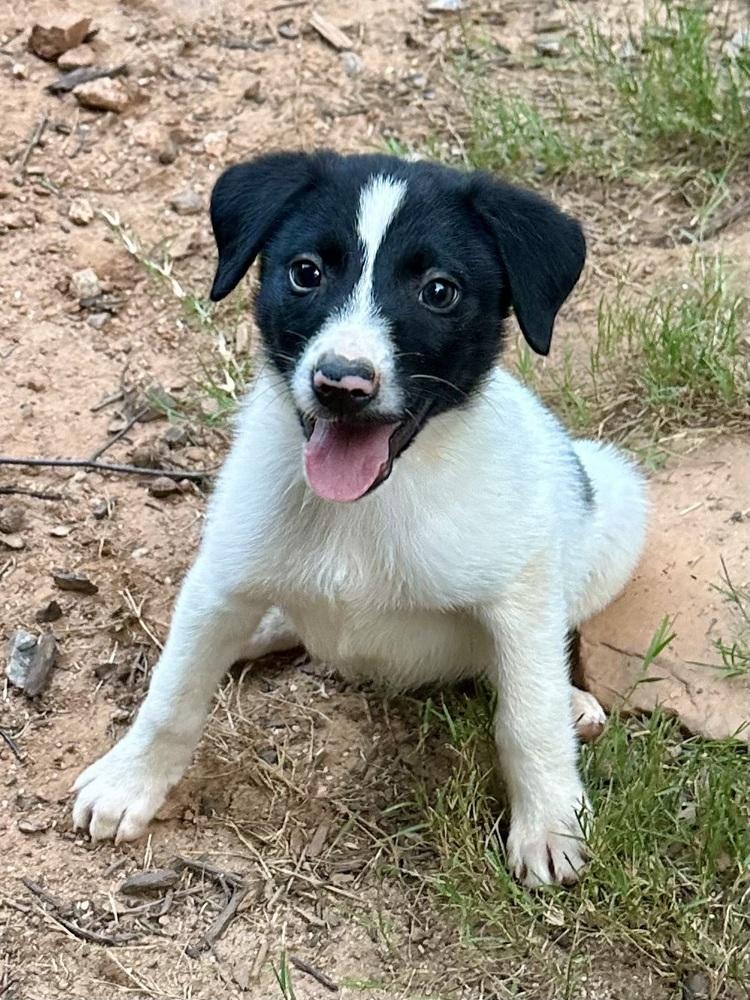 Enlarge Ranier, a Adoptable mixed breed in Milton, GA image 6/6