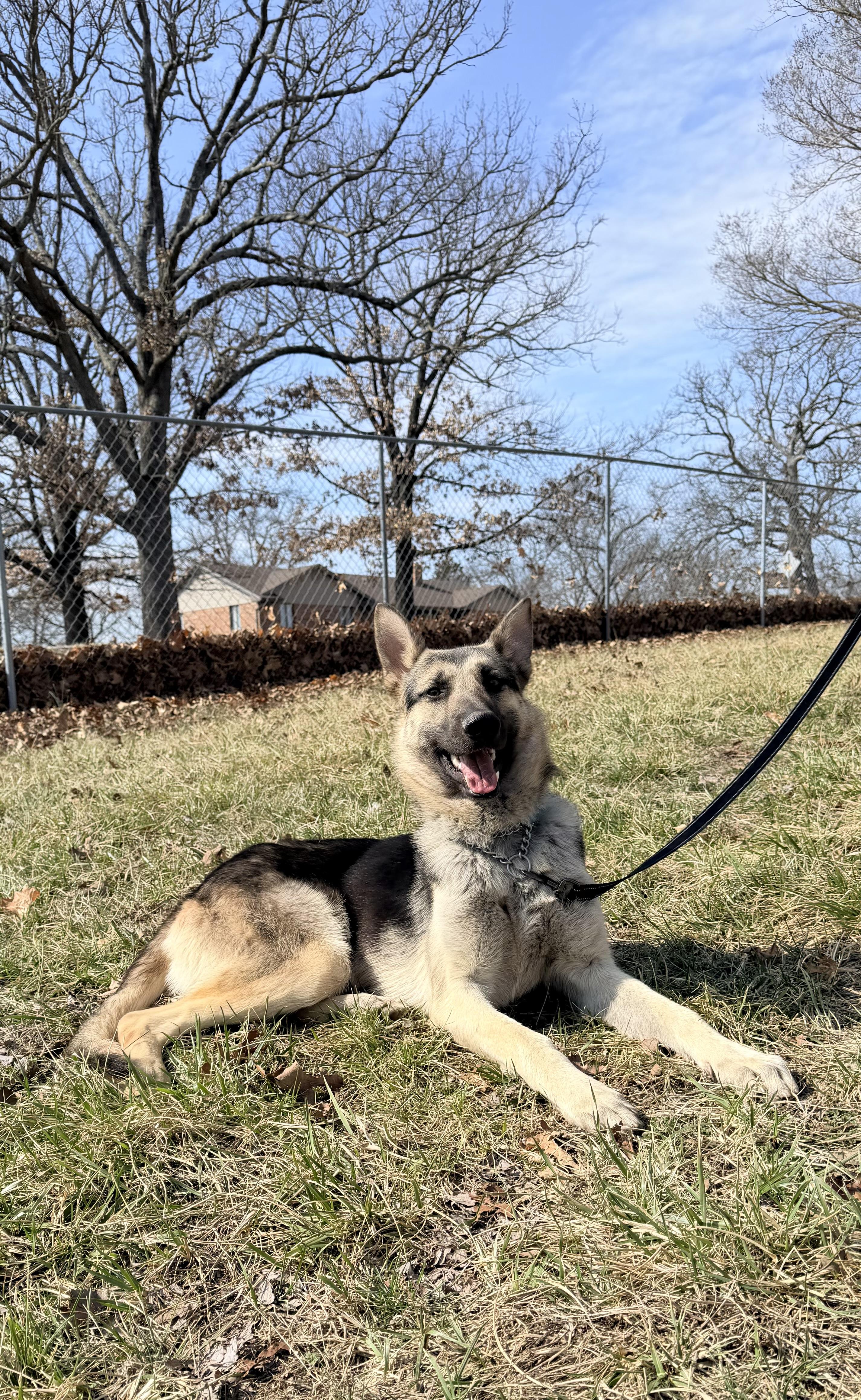 Enlarge Kobe, a Adoptable German Shepherd Dog in Jefferson City, MO image 2/6