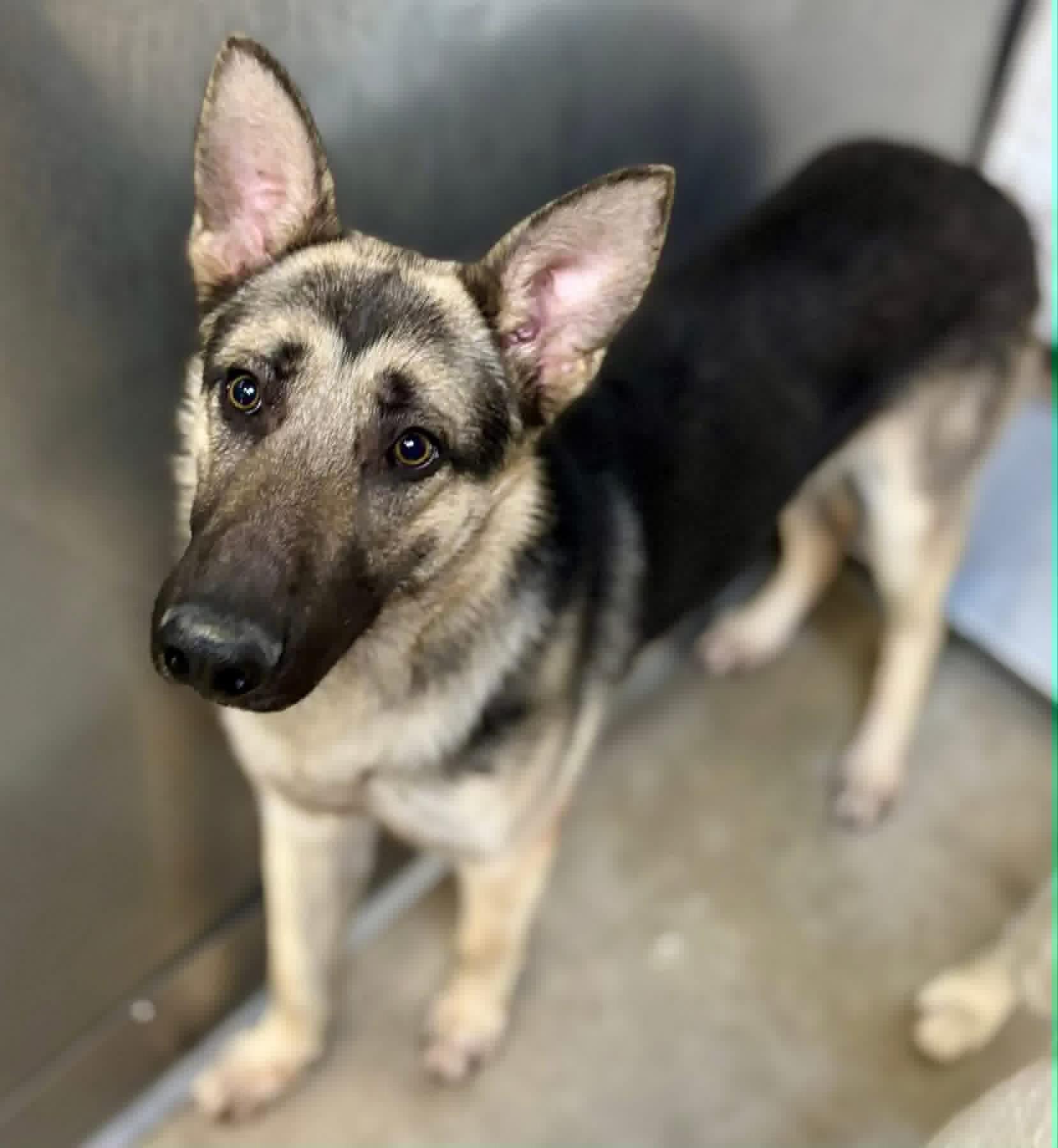 Kobe-Coming Soon, Adoptable, Adult Male German Shepherd Dog.