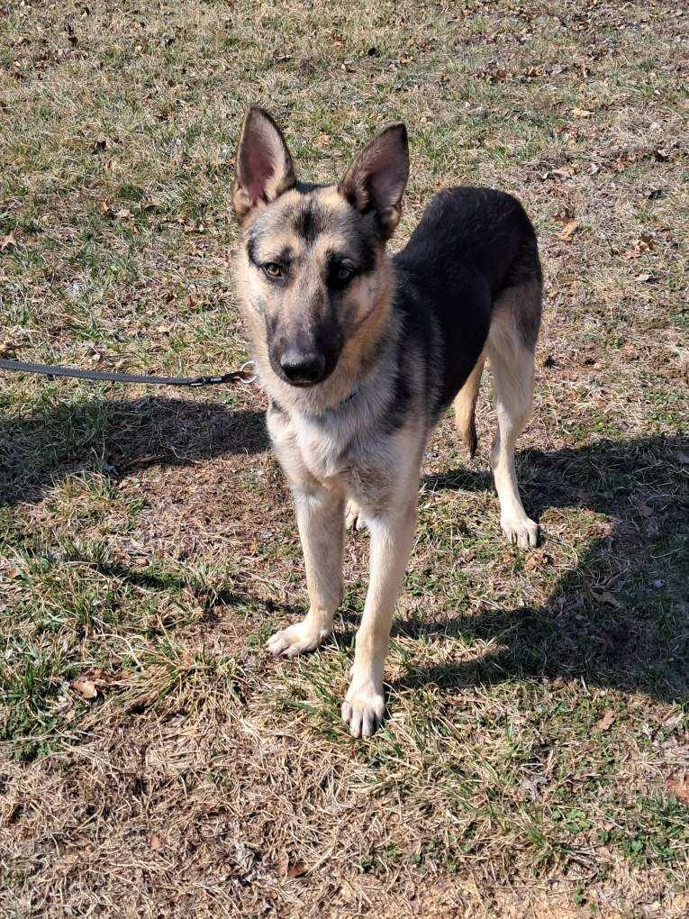 Enlarge Kobe, a Adoptable German Shepherd Dog in Jefferson City, MO image 4/6