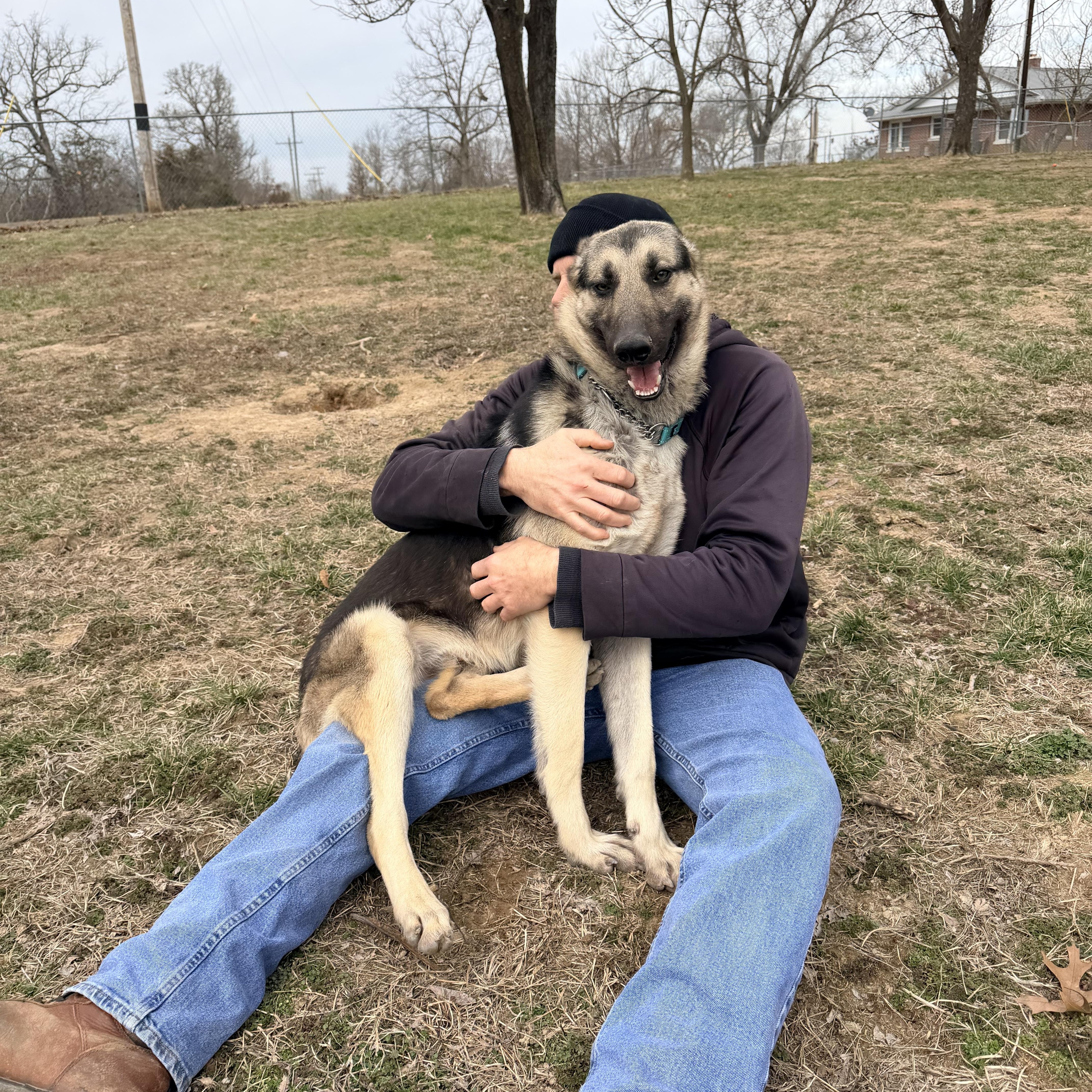 Enlarge Kobe, a Adoptable German Shepherd Dog in Jefferson City, MO image 5/6