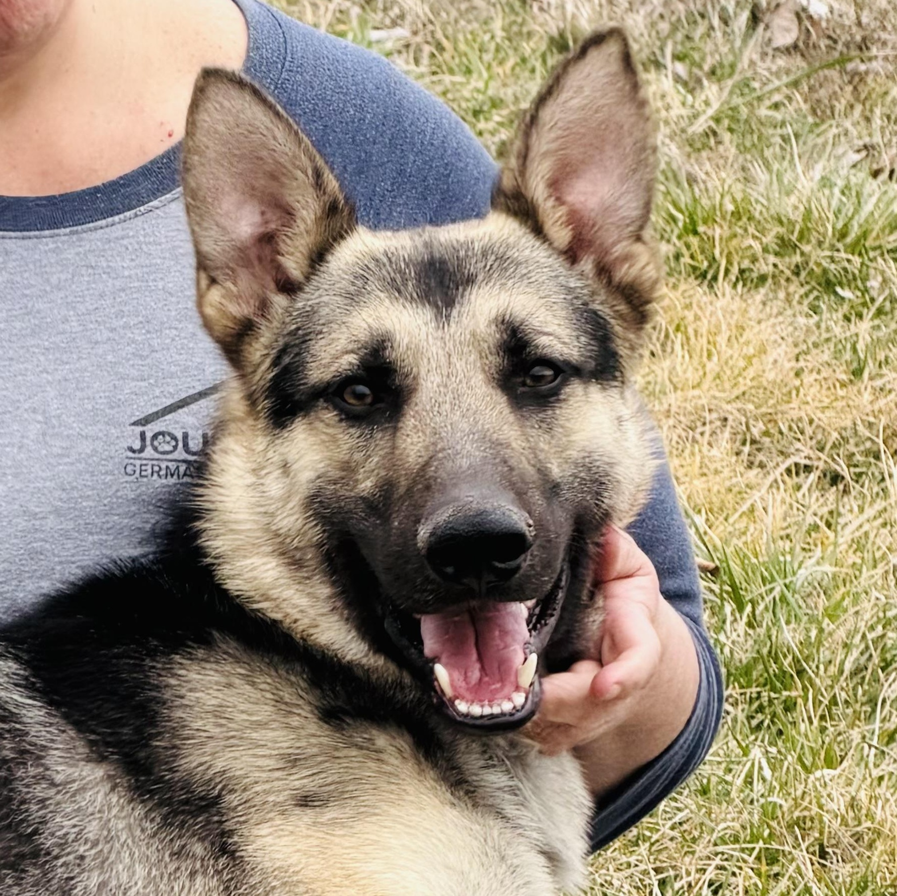 Enlarge Kobe, a Adoptable German Shepherd Dog in Jefferson City, MO image 1/6
