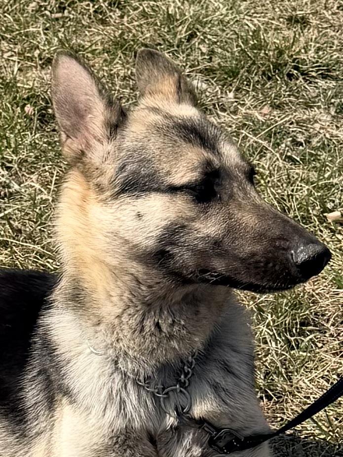 Enlarge Kobe, a Adoptable German Shepherd Dog in Jefferson City, MO image 3/6