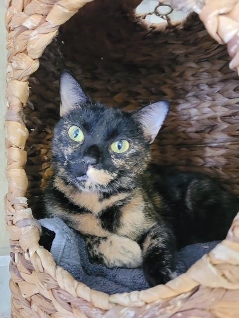 Maple Syrup, ADOPTABLE, Adult Female Tortoiseshell.