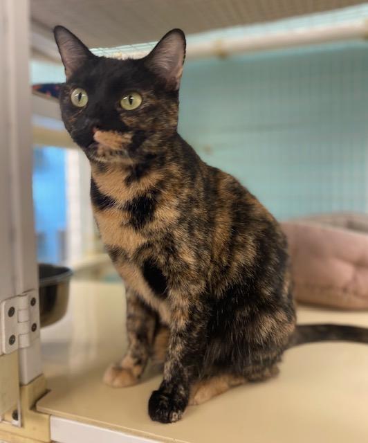 Enlarge Maple Syrup, a ADOPTABLE Tortoiseshell in Memphis, TN image 2/3