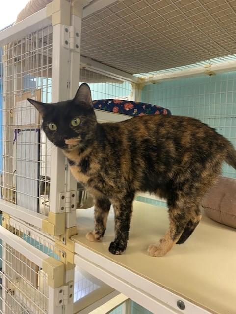 Enlarge Maple Syrup, a ADOPTABLE Tortoiseshell in Memphis, TN image 3/3