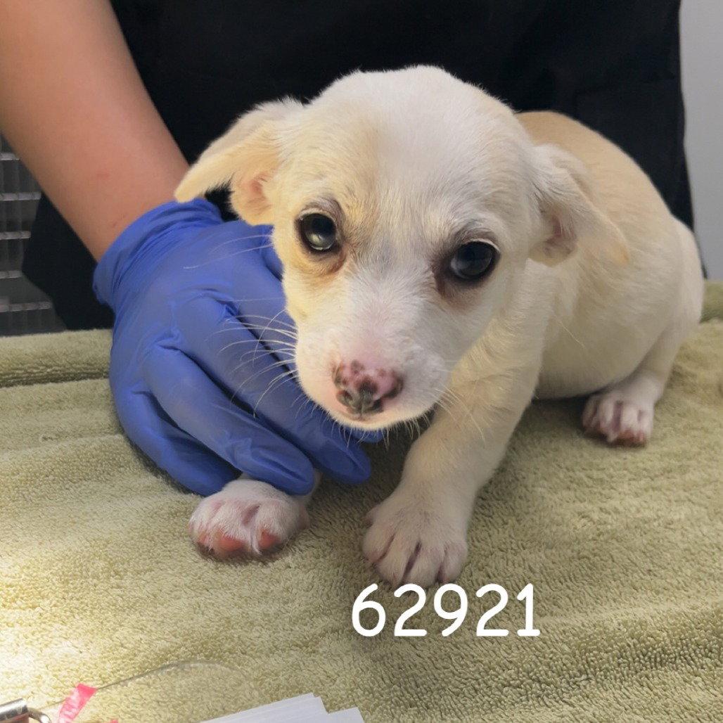 TANSY, Adopted, Puppy Female Dachshund.