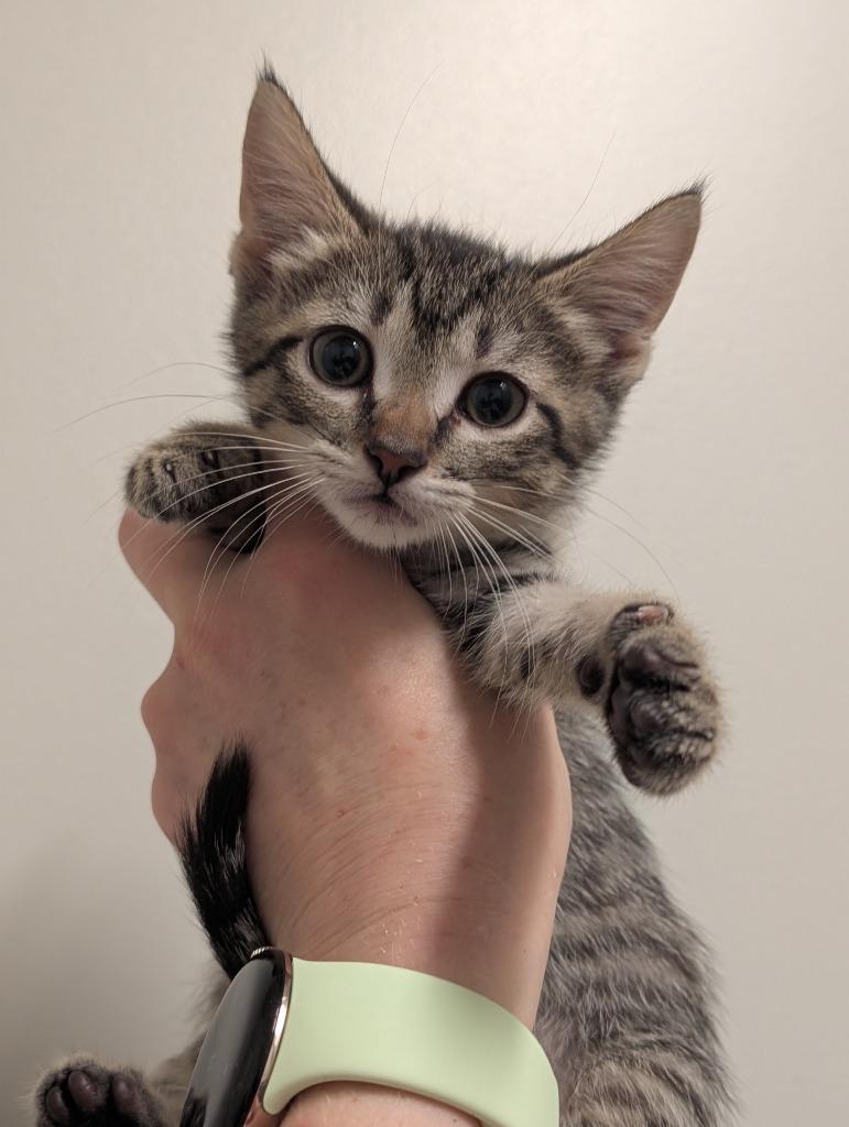 Storm, Adoptable, Kitten Female Domestic Short Hair.