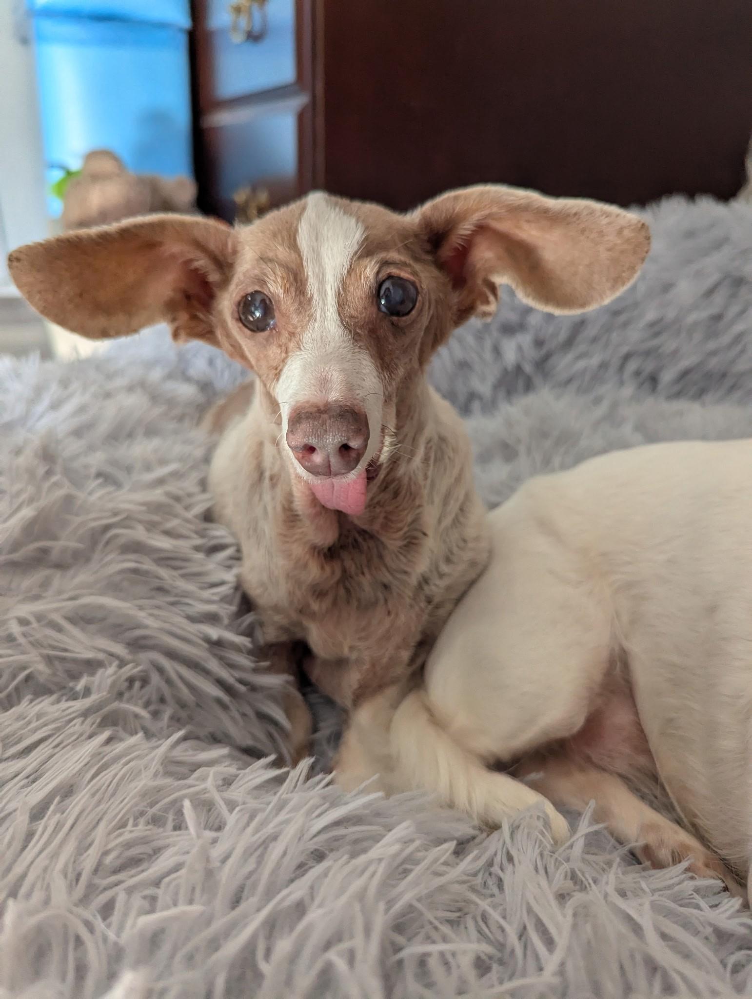Betty, Adoptable, Senior Female Dachshund.
