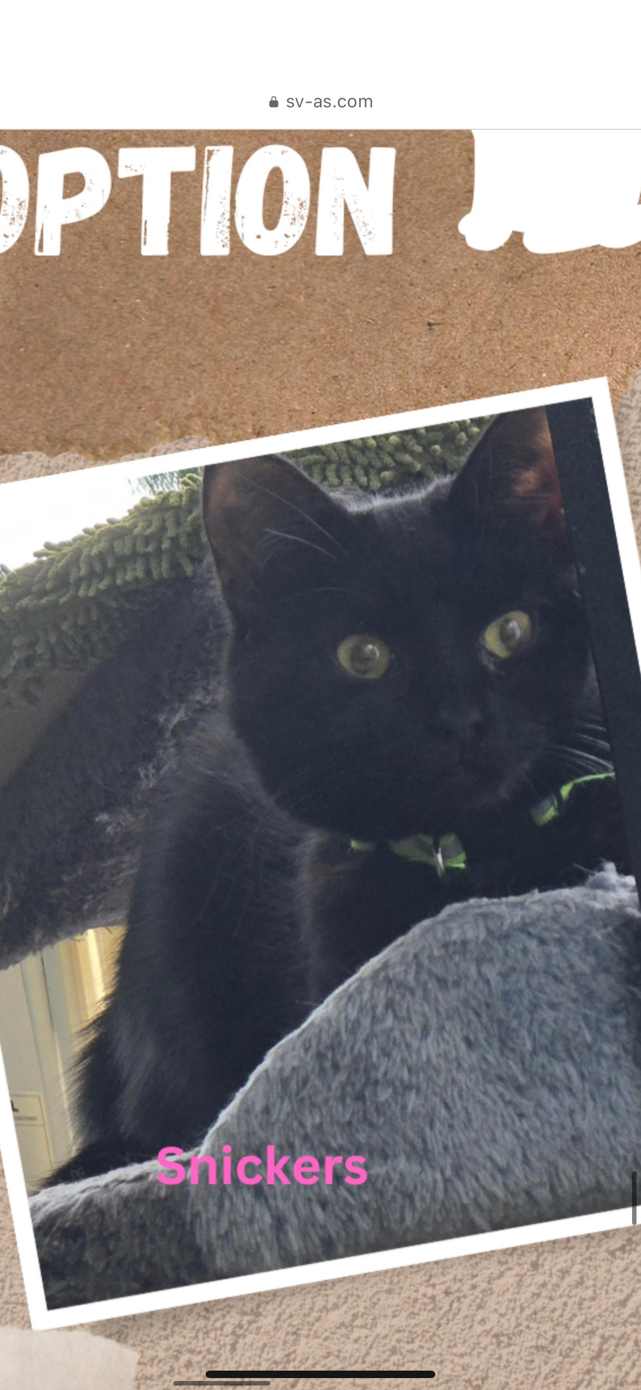 Snickers, Adoptable, Young Female Domestic Short Hair.