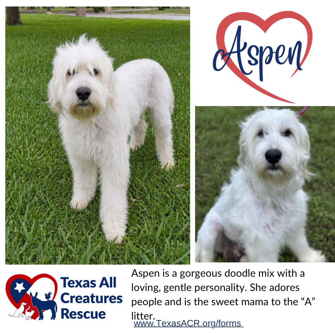 Aspen, Adoptable, Adult Female Standard Poodle & Sheep Dog.
