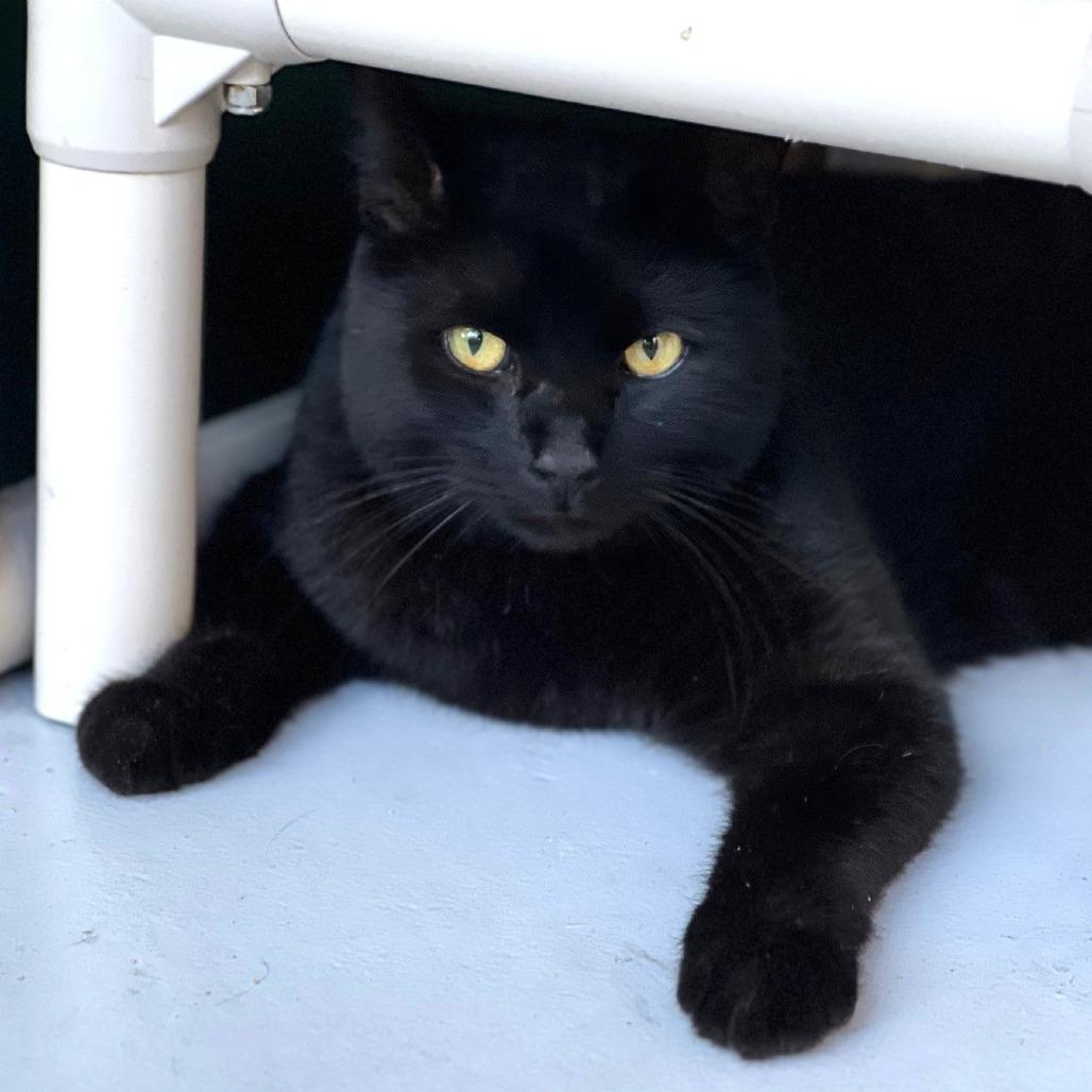 Bulma, Adoptable, Adult Female Domestic Short Hair.