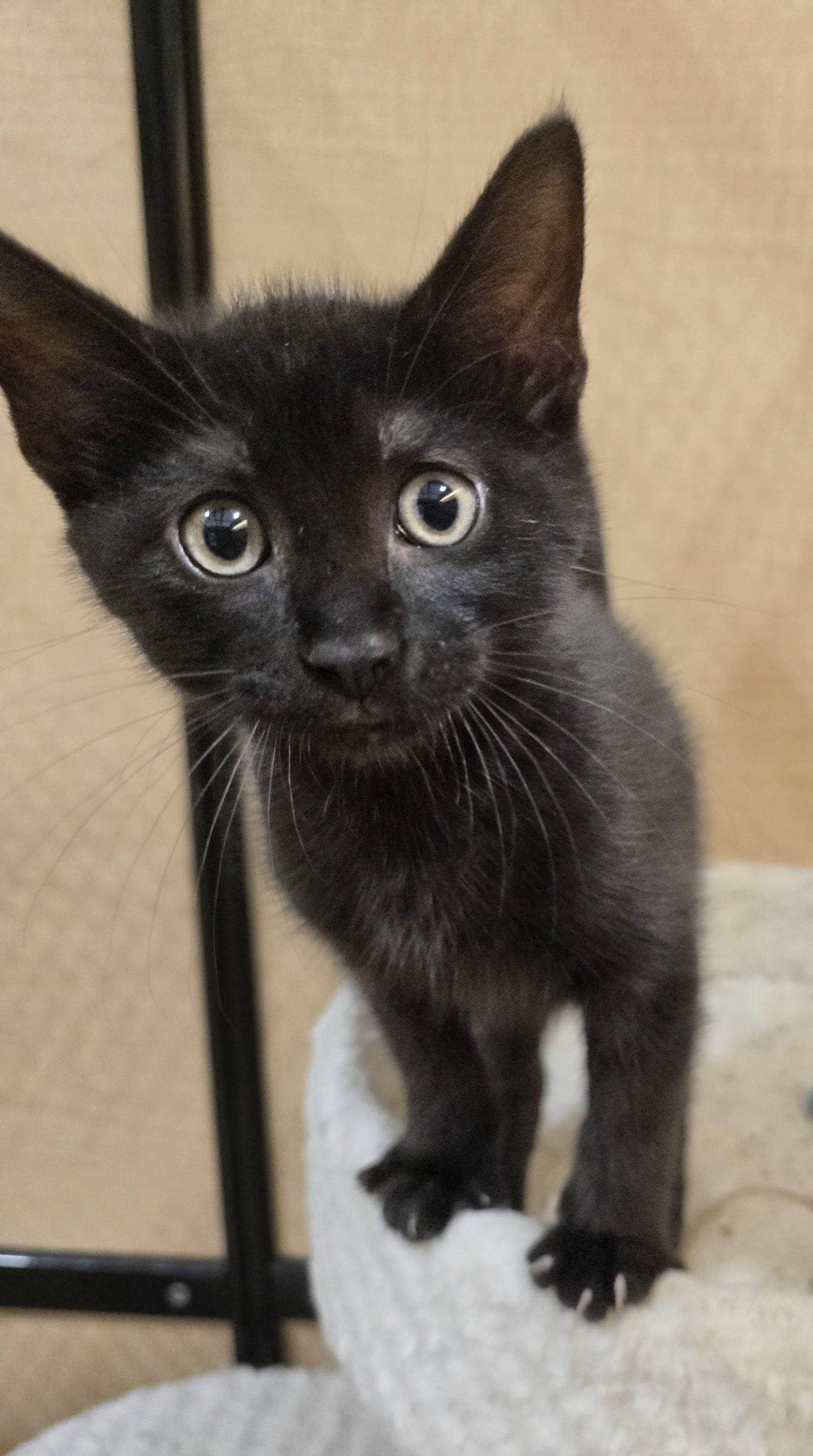 Kittie, Adopted, Kitten Male Domestic Short Hair.
