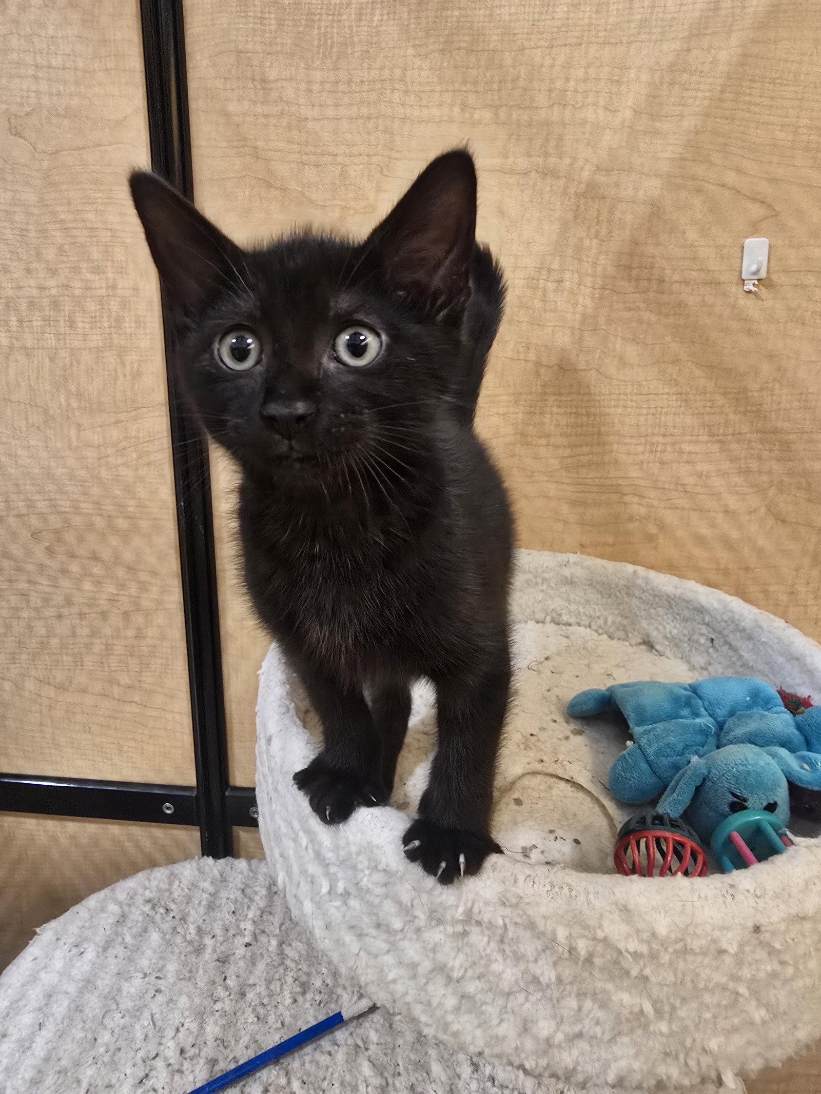 Enlarge Kittie, a Adopted Domestic Short Hair in Rowlett, TX image 2/3