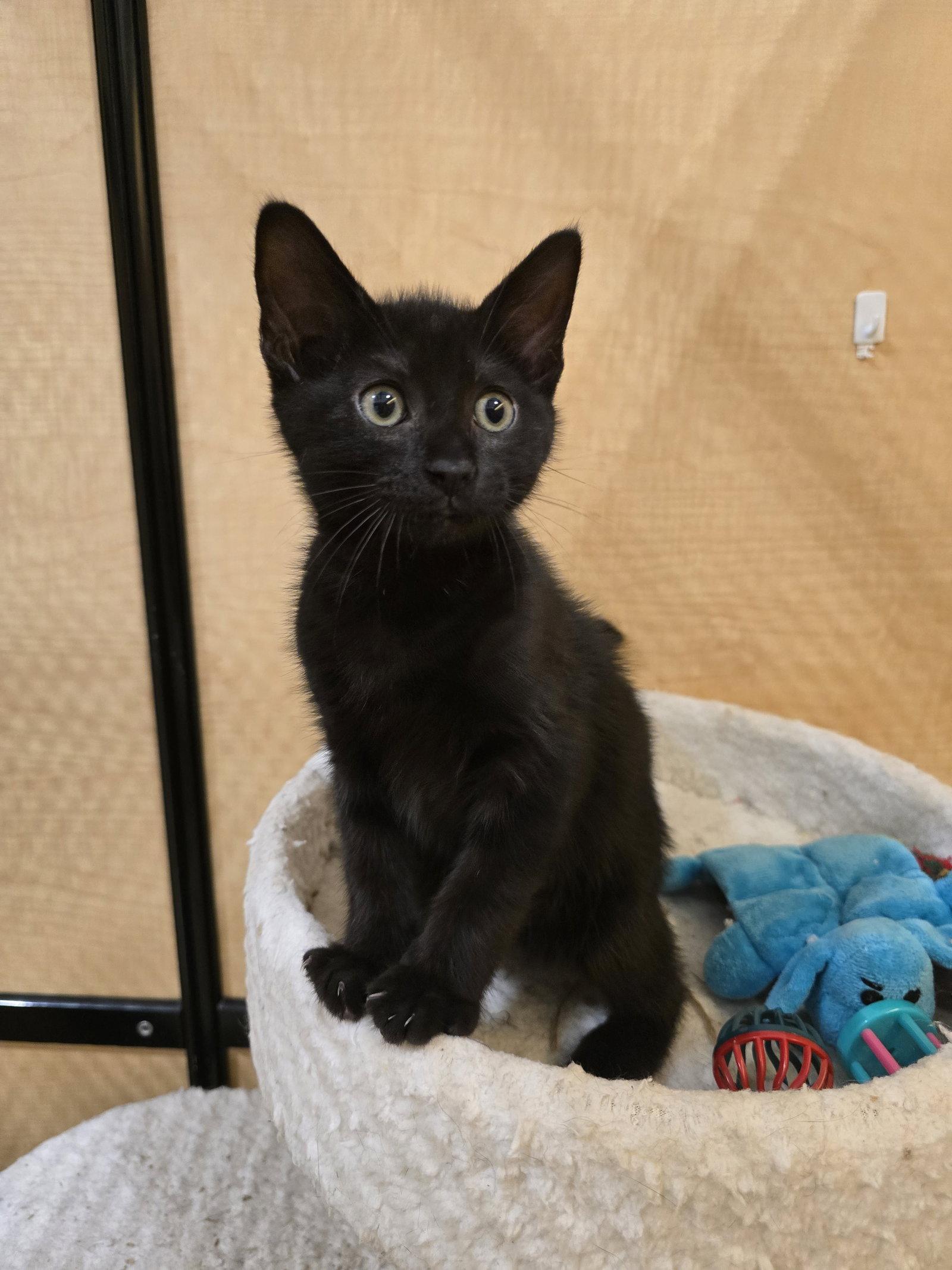 Enlarge Kittie, a Adopted Domestic Short Hair in Rowlett, TX image 3/3
