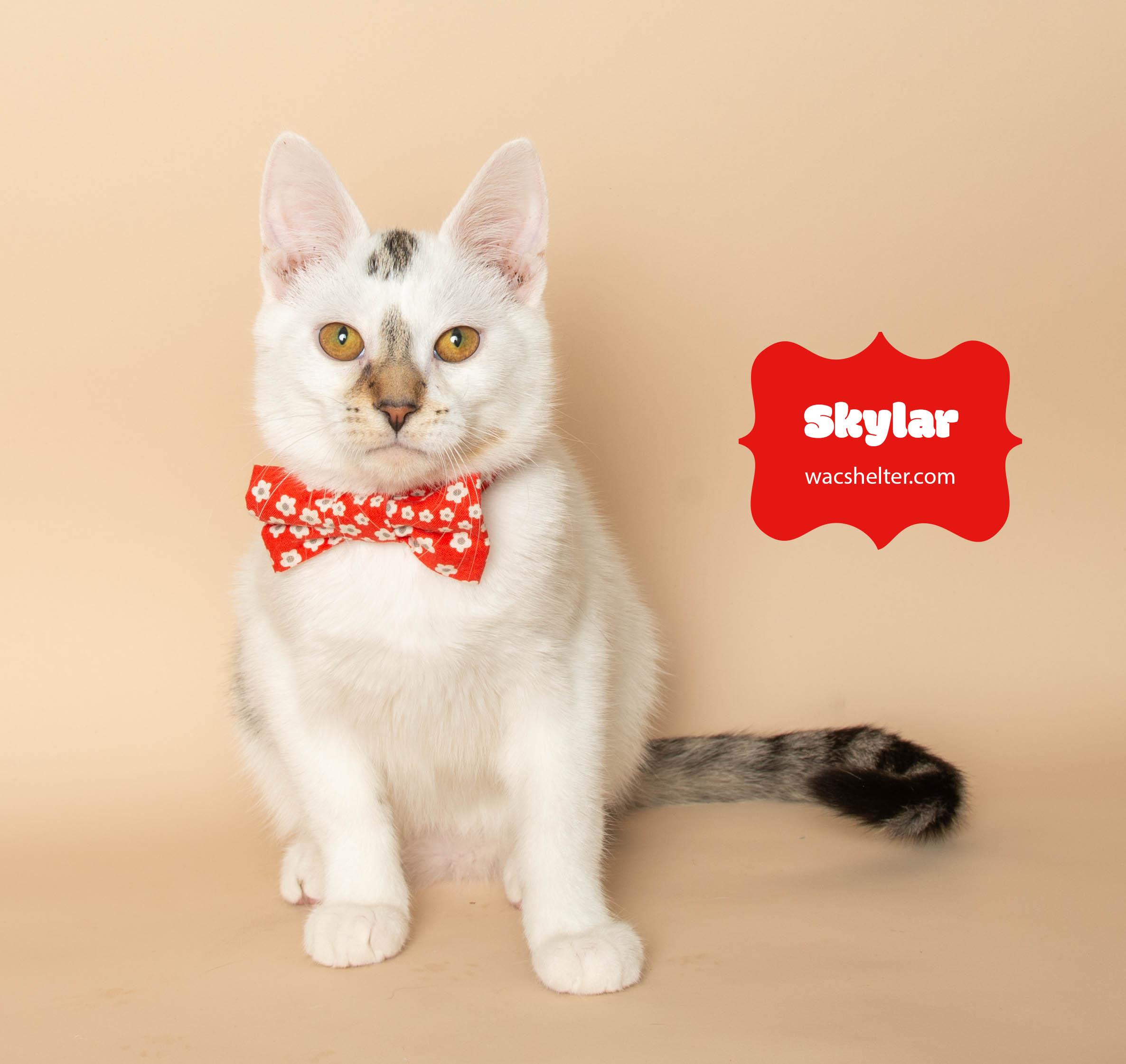 SKYLAR (so sweet), Adoptable, Young Male Domestic Short Hair.