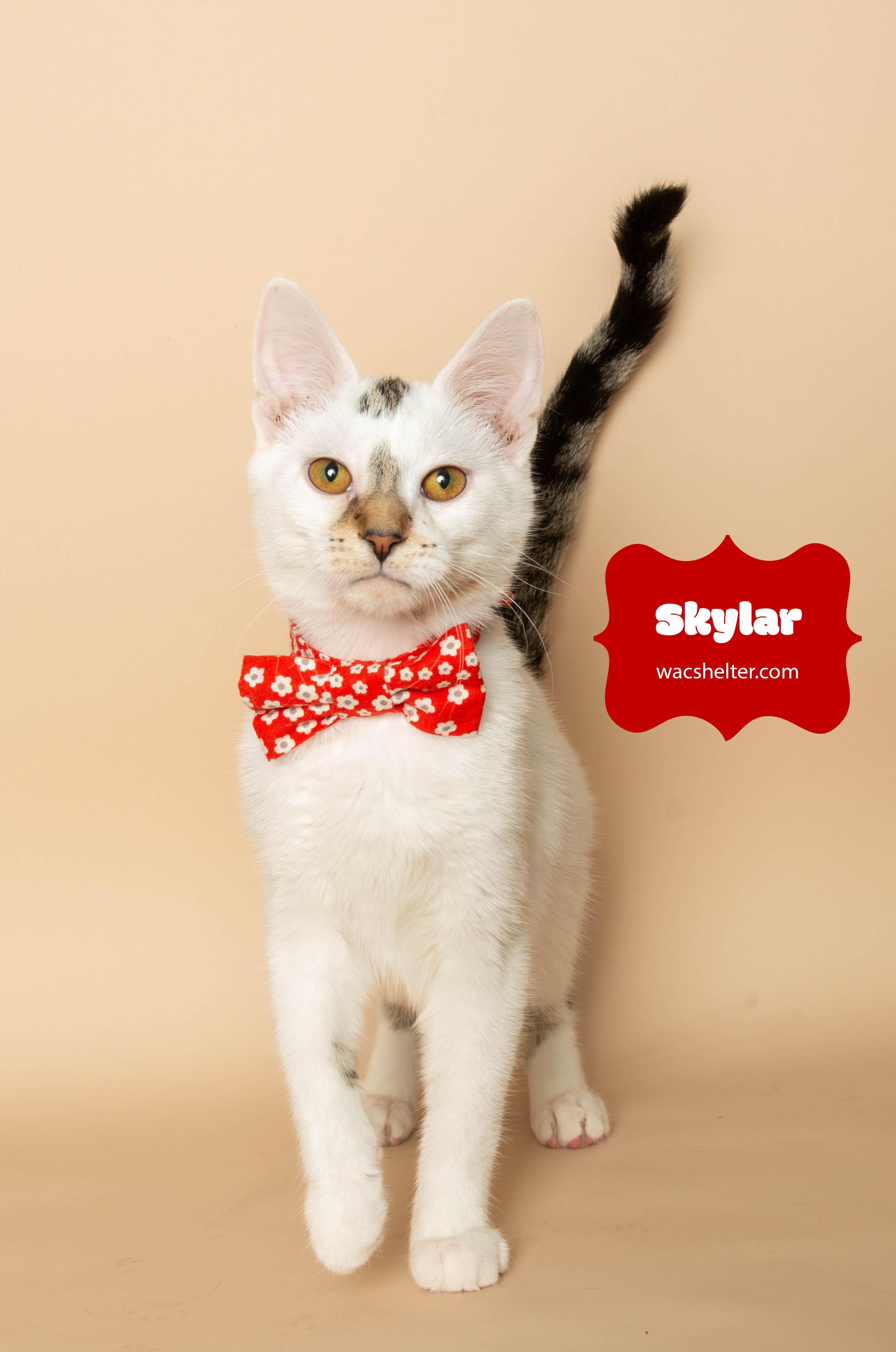 SKYLAR (so sweet), a Adoptable Domestic Short Hair image 2/3