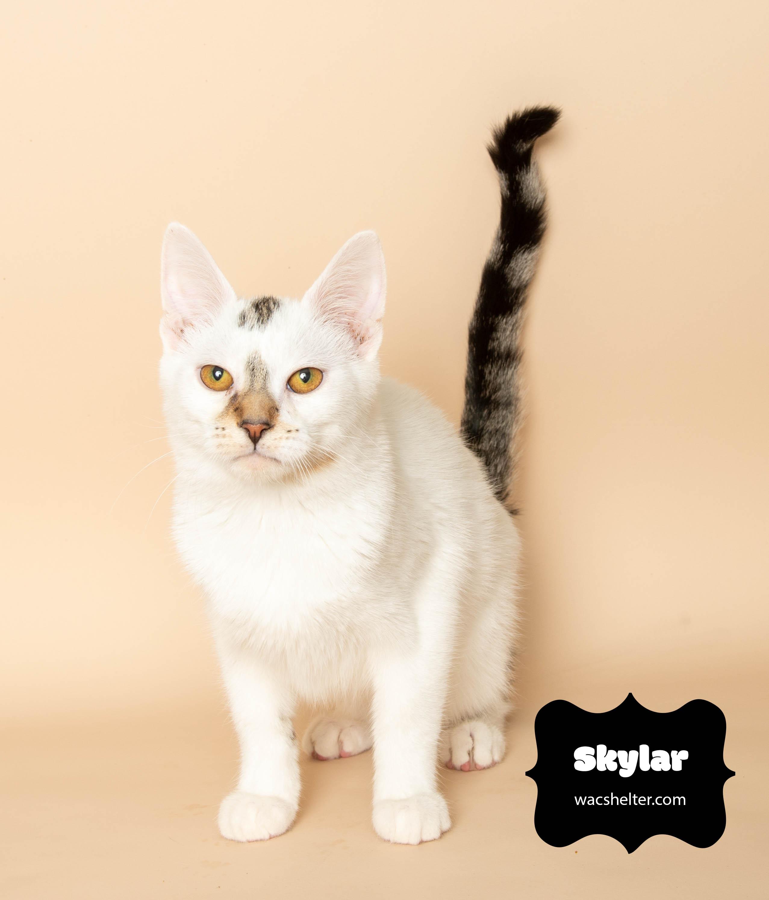SKYLAR (so sweet), a Adoptable Domestic Short Hair image 3/3