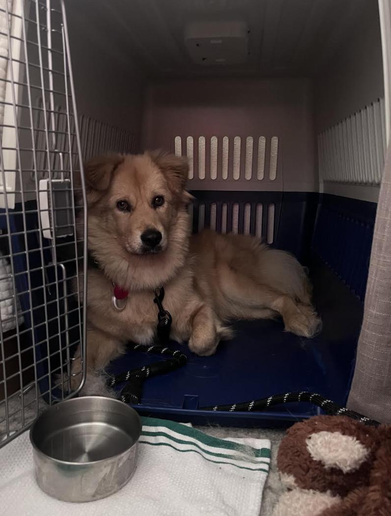 Enlarge Stardust, a Adoptable Jindo in los angeles, CA image 5/6