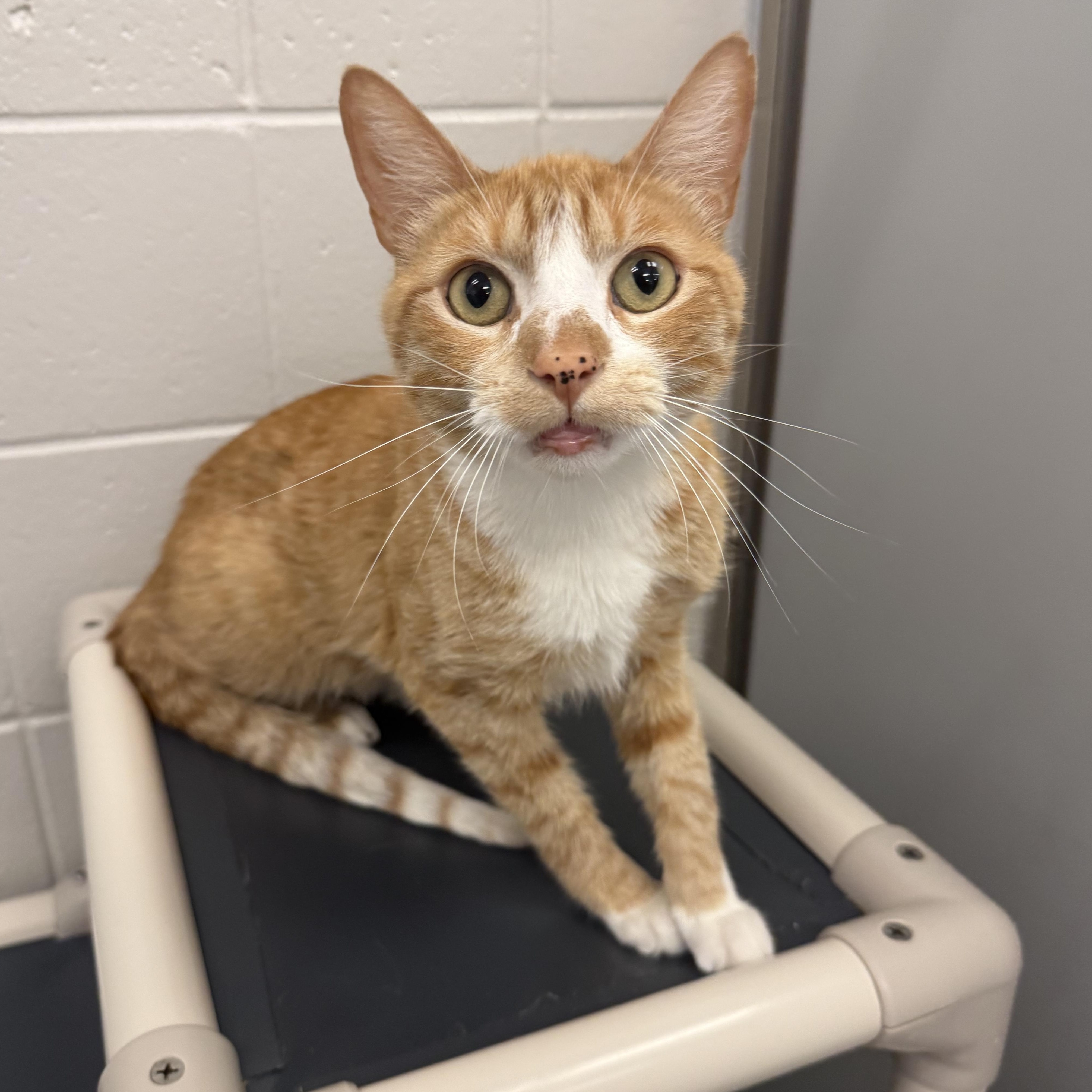 Enlarge Nettle, a ADOPTABLE Domestic Short Hair in Kearney, NE image 1/1