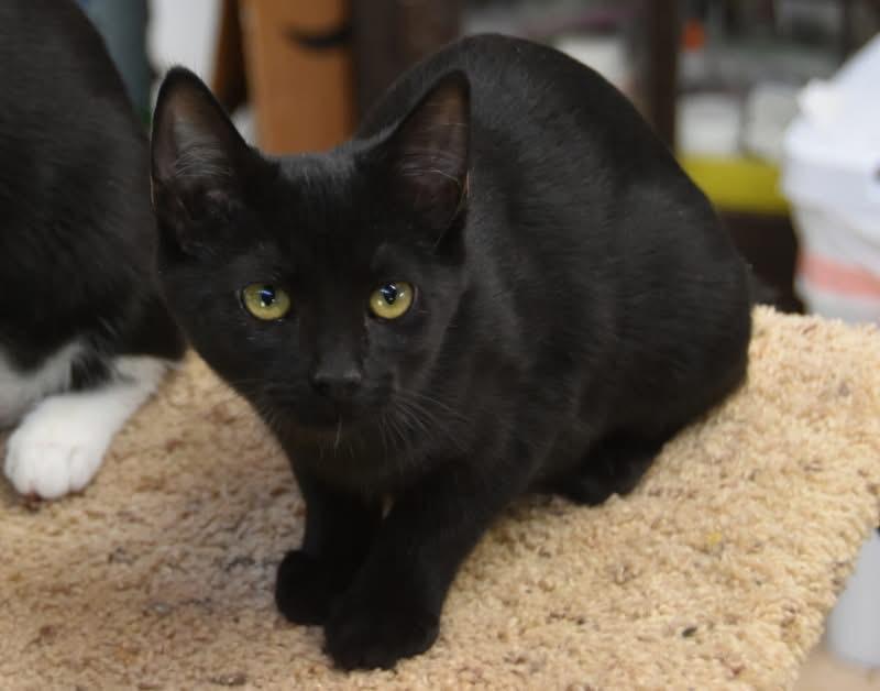 Pollyanna (Mel-fostered in New England)