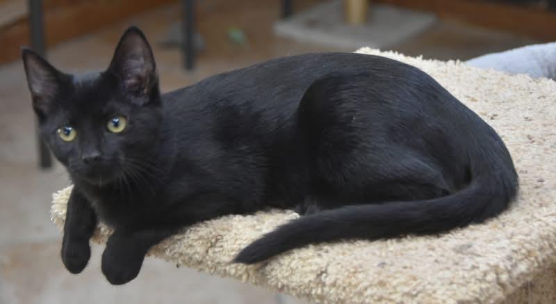 Pollyanna (Mel-fostered in New England)