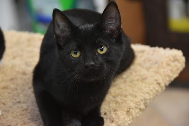 Pollyanna (Mel-fostered in New England)