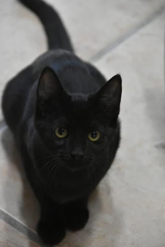 Pollyanna (Mel-fostered in New England)