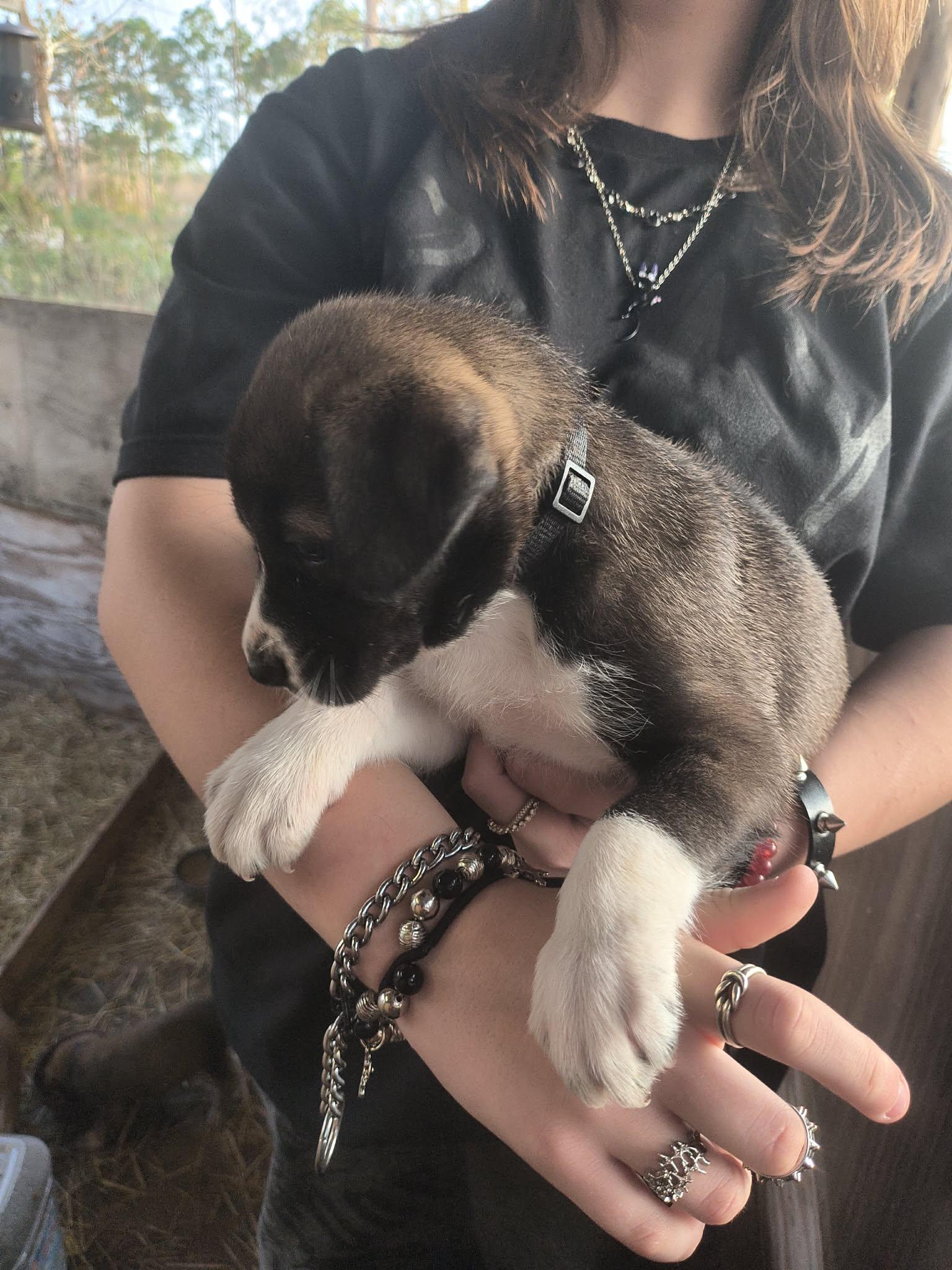 Shepard, ADOPTABLE, Puppy Female Great Dane.