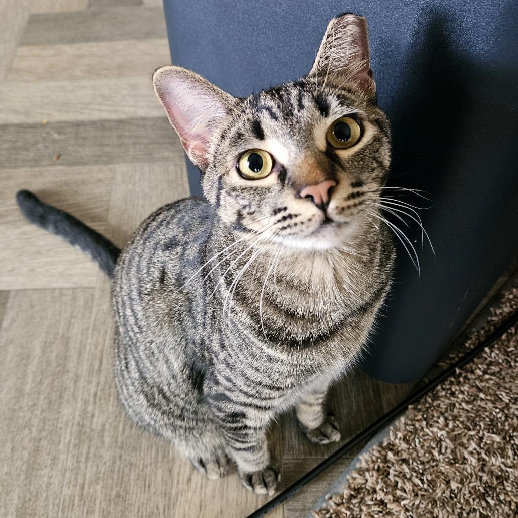 Enlarge Beans, a Adoptable mixed breed in Woodinville, WA image 1/2