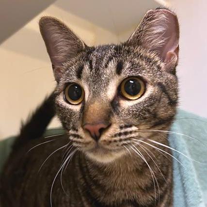 Enlarge Beans, a Adoptable mixed breed in Woodinville, WA image 2/2