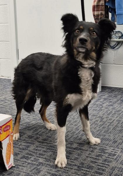 Timber, ADOPTABLE, Adult Male Australian Shepherd & Australian Cattle Dog / Blue Heeler.