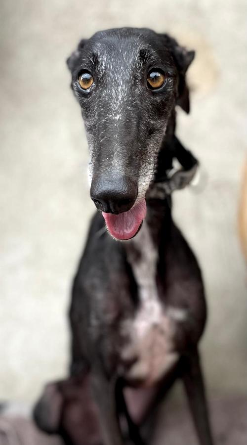 Enlarge Flaca, a ADOPTABLE Galgo Spanish Greyhound in Winter Park, FL image 2/2