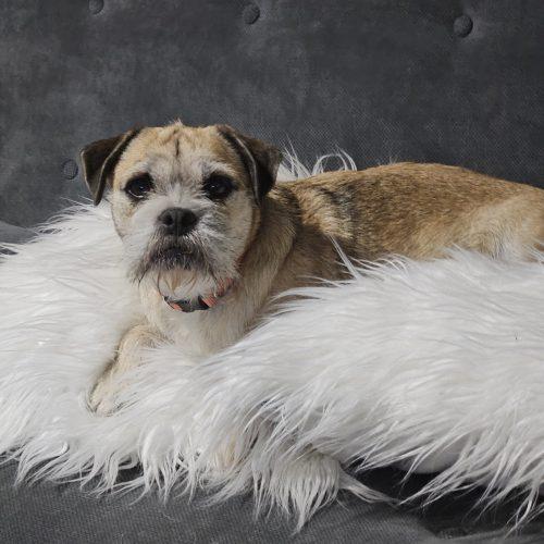 Enlarge Honey, a Adoptable mixed breed in Henderson, NV image 1/3