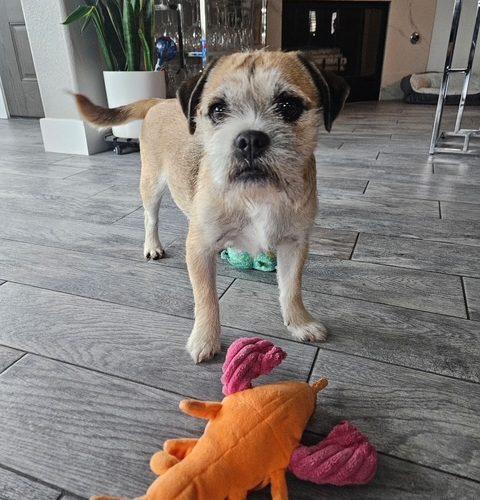 Enlarge Honey, a Adoptable mixed breed in Henderson, NV image 2/3