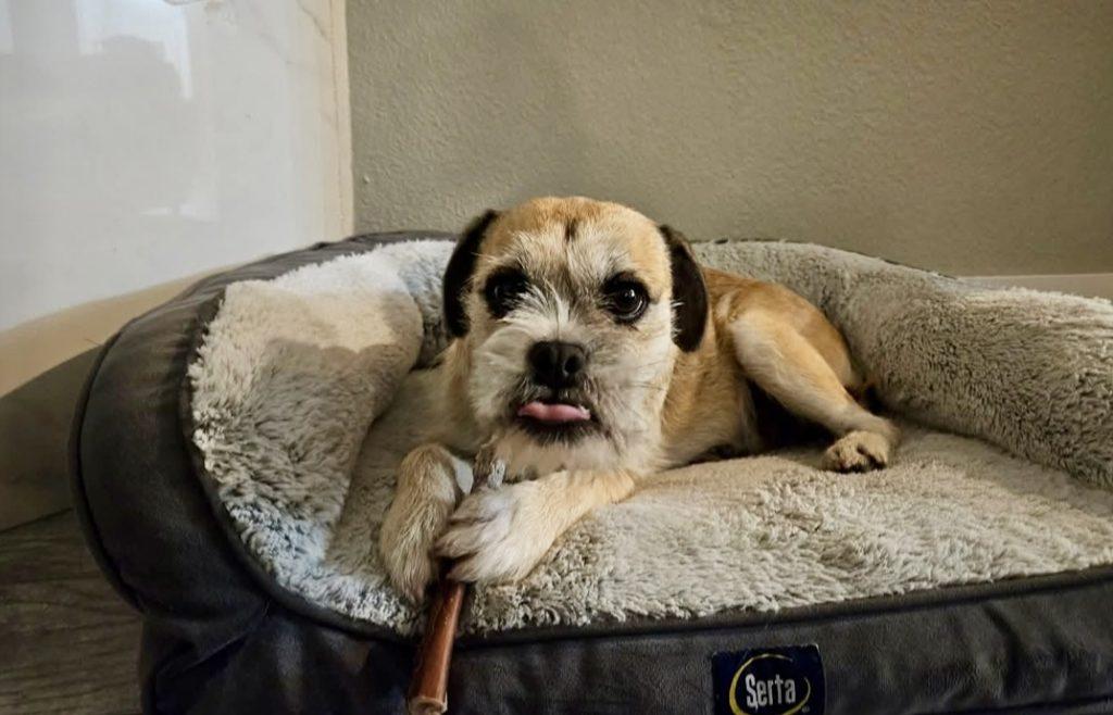 Enlarge Honey, a Adoptable mixed breed in Henderson, NV image 3/3