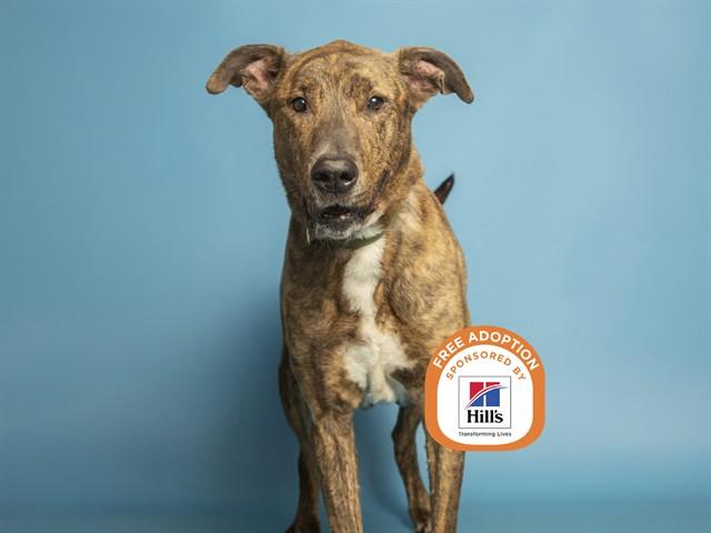 Enlarge MOOSE, a Adoptable Pit Bull Terrier in Phoenix, AZ image 1/1