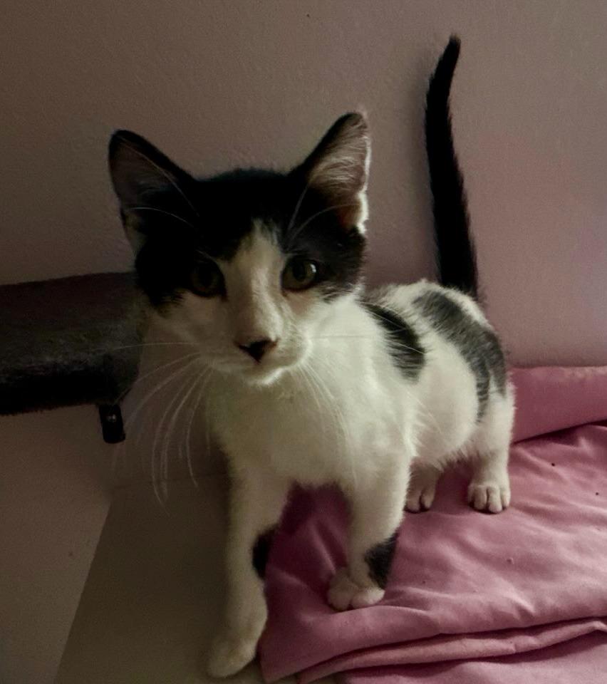 Enlarge Spot, a Adoptable mixed breed in Gillette, WY image 2/2
