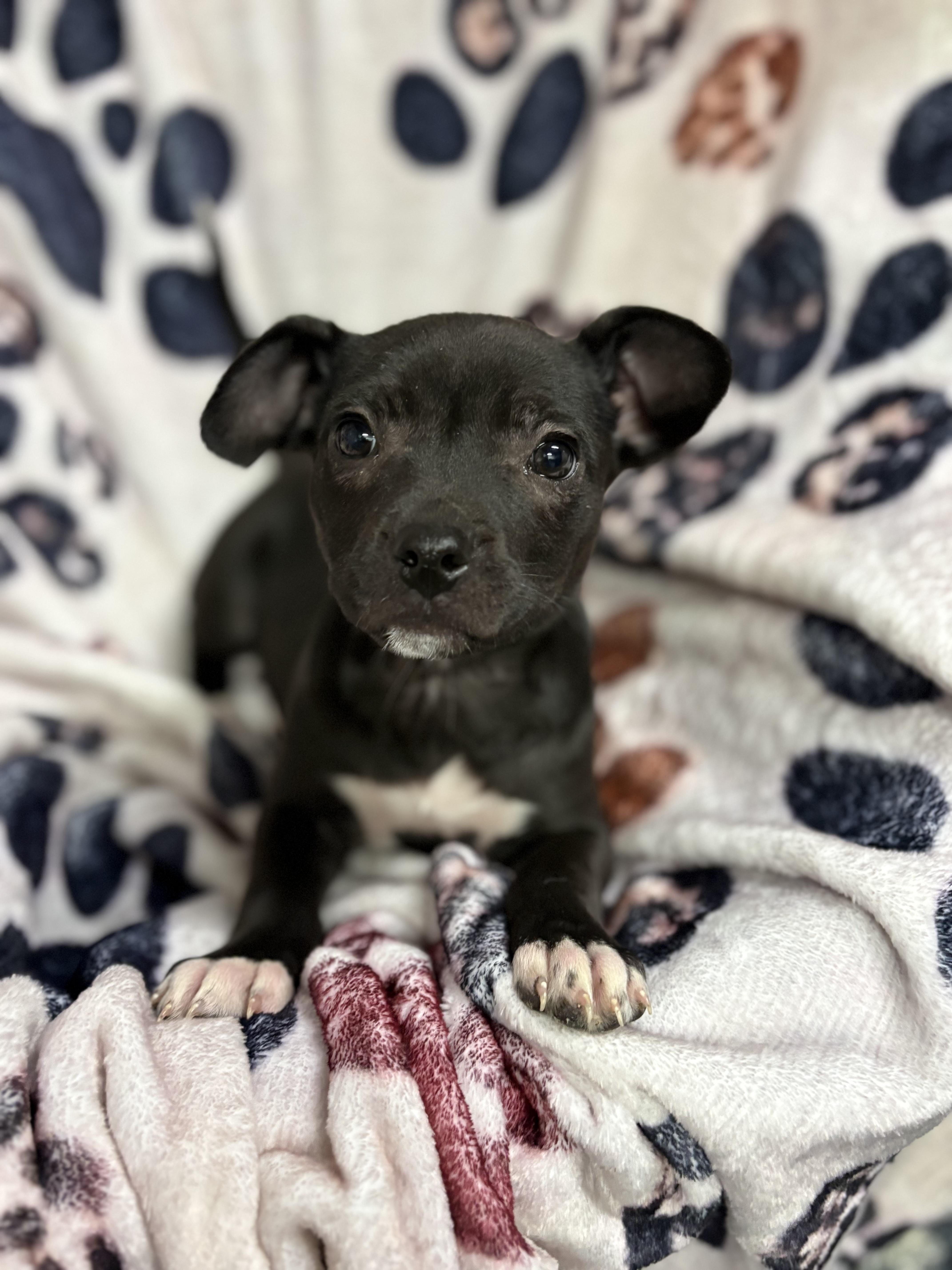 Enlarge Puppies, a ADOPTABLE Pit Bull Terrier in Vacaville, CA image 1/6