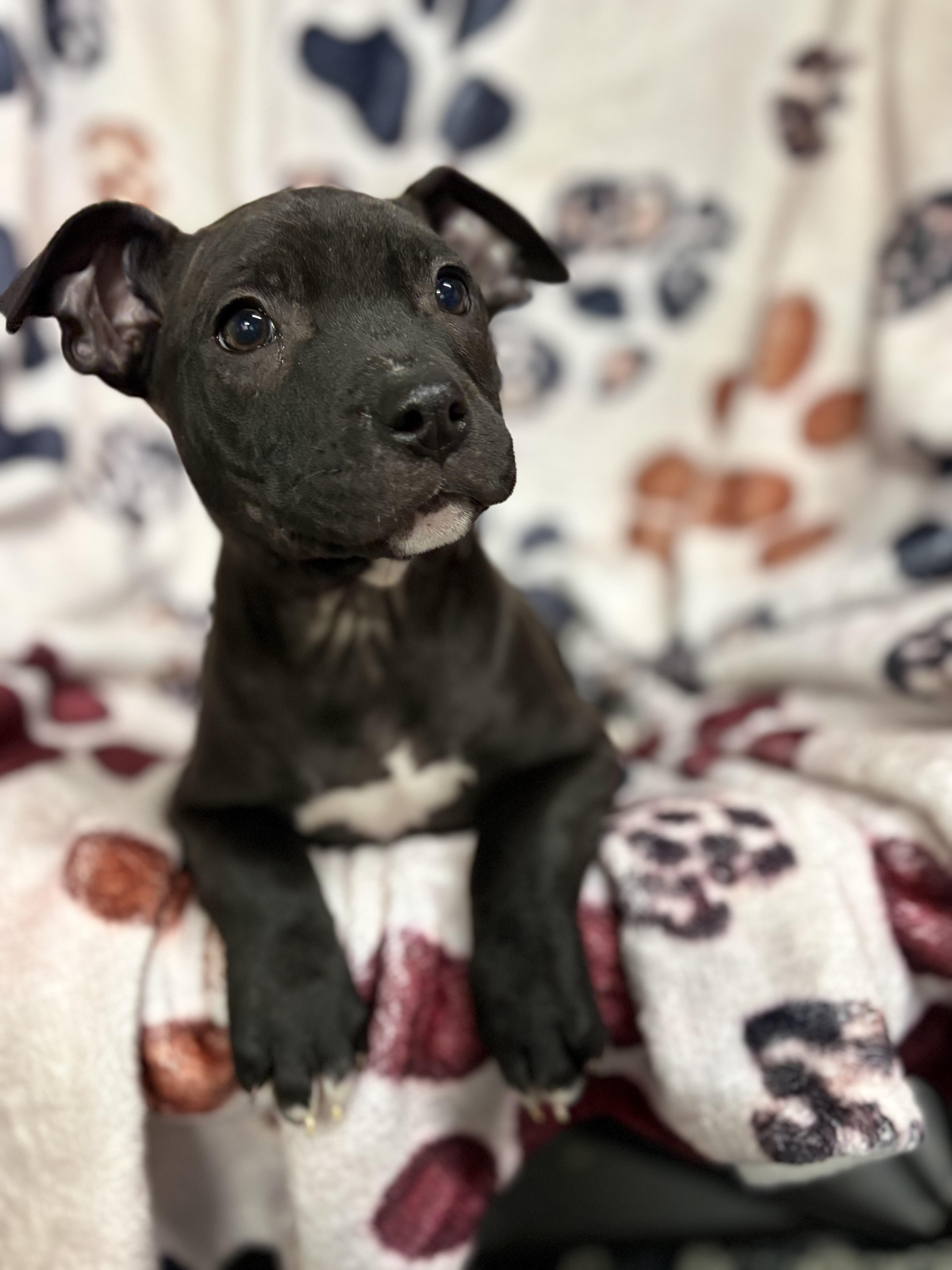 Enlarge Puppies, a ADOPTABLE Pit Bull Terrier in Vacaville, CA image 4/6