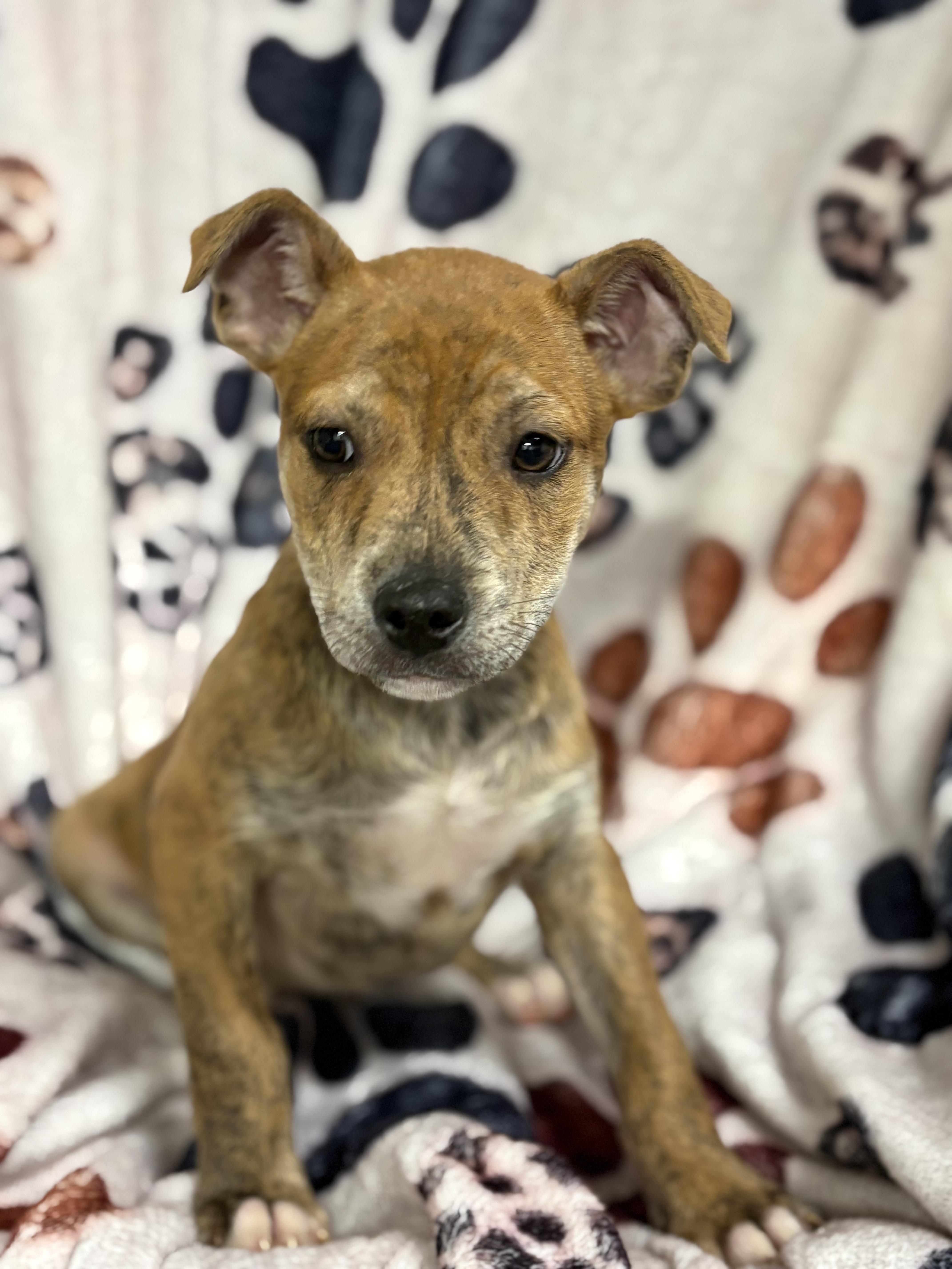Enlarge Puppies, a ADOPTABLE Pit Bull Terrier in Vacaville, CA image 5/6