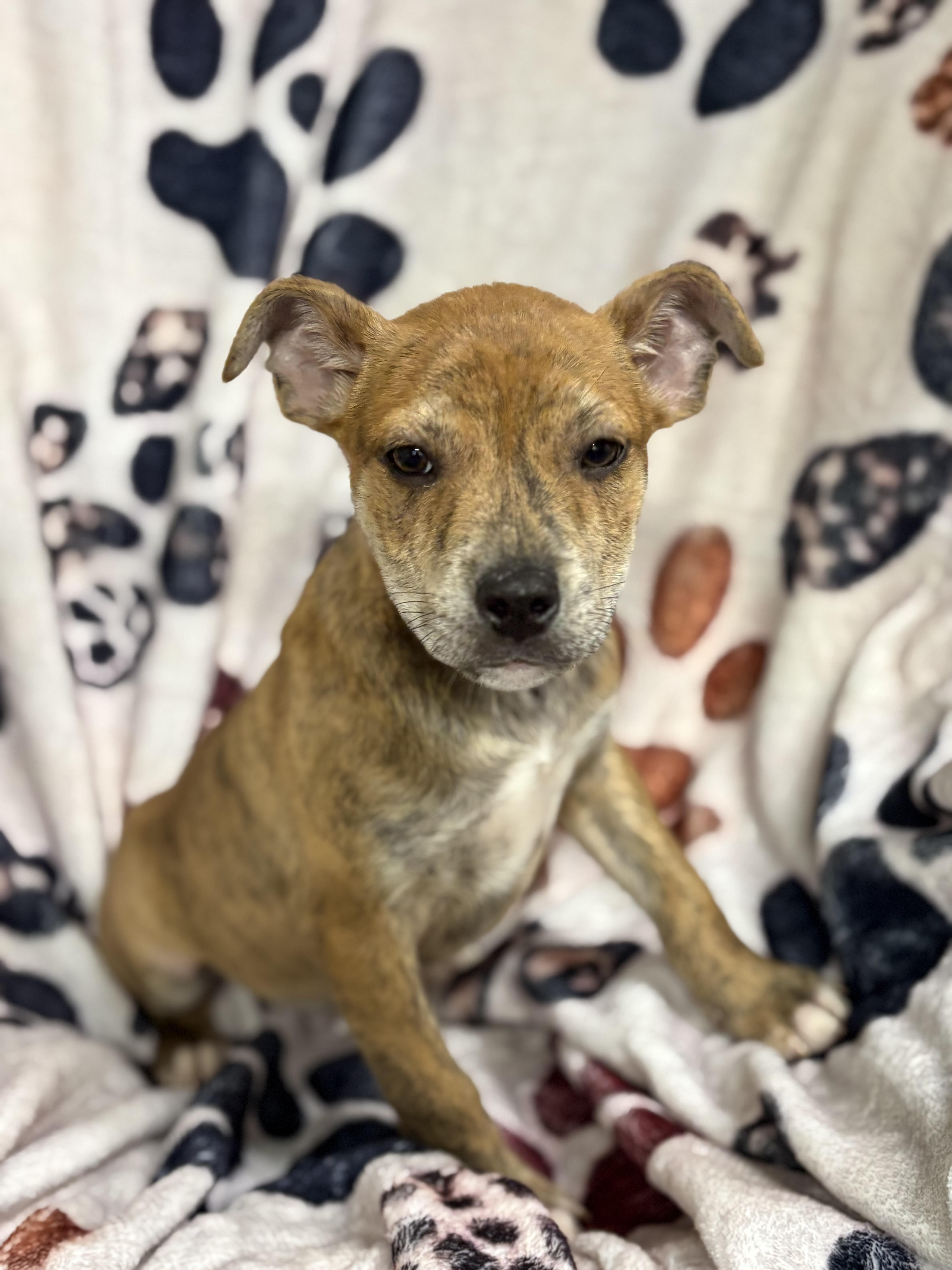 Enlarge Puppies, a ADOPTABLE Pit Bull Terrier in Vacaville, CA image 2/6