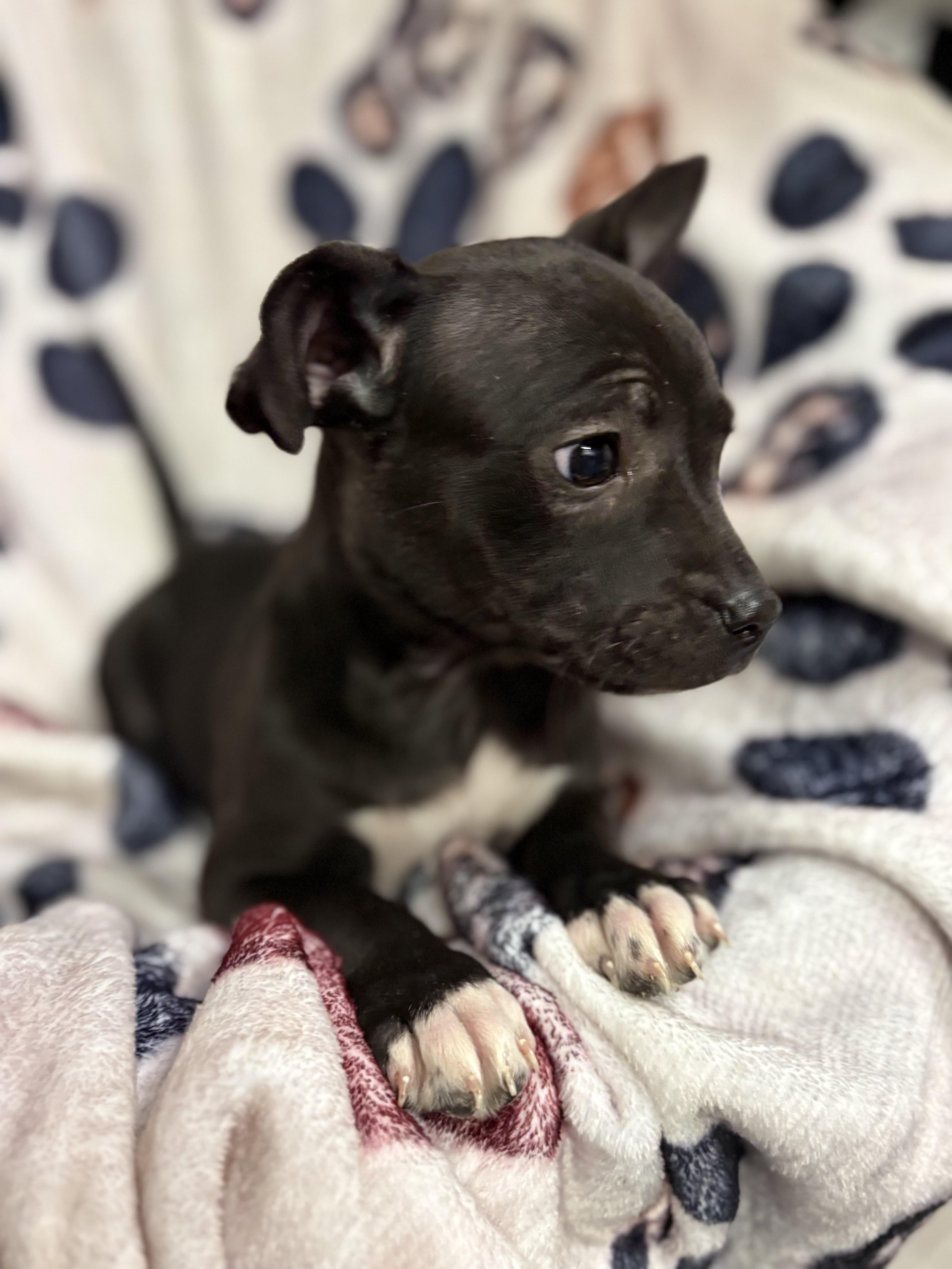 Enlarge Puppies, a ADOPTABLE Pit Bull Terrier in Vacaville, CA image 6/6