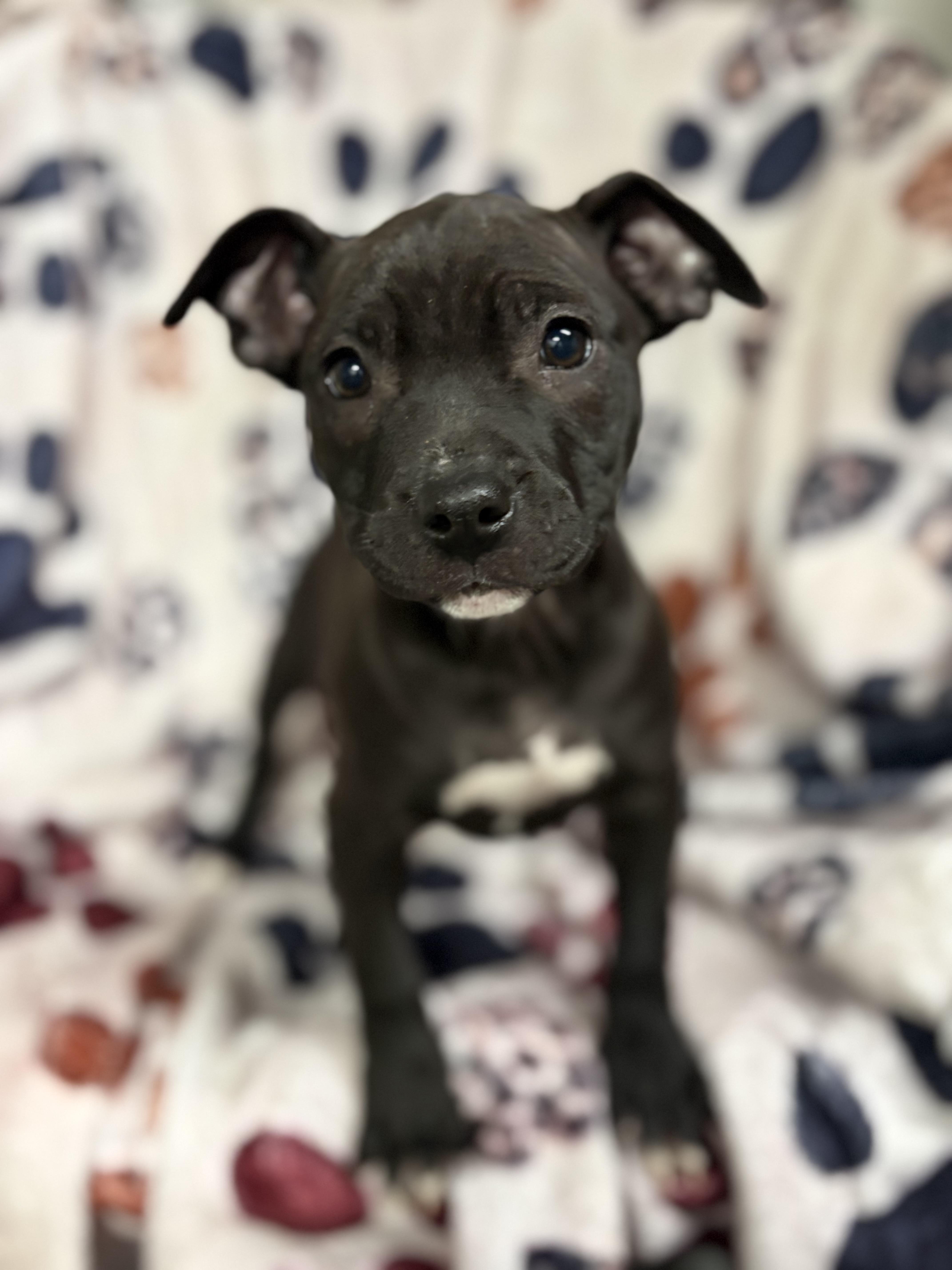 Enlarge Puppies, a ADOPTABLE Pit Bull Terrier in Vacaville, CA image 3/6