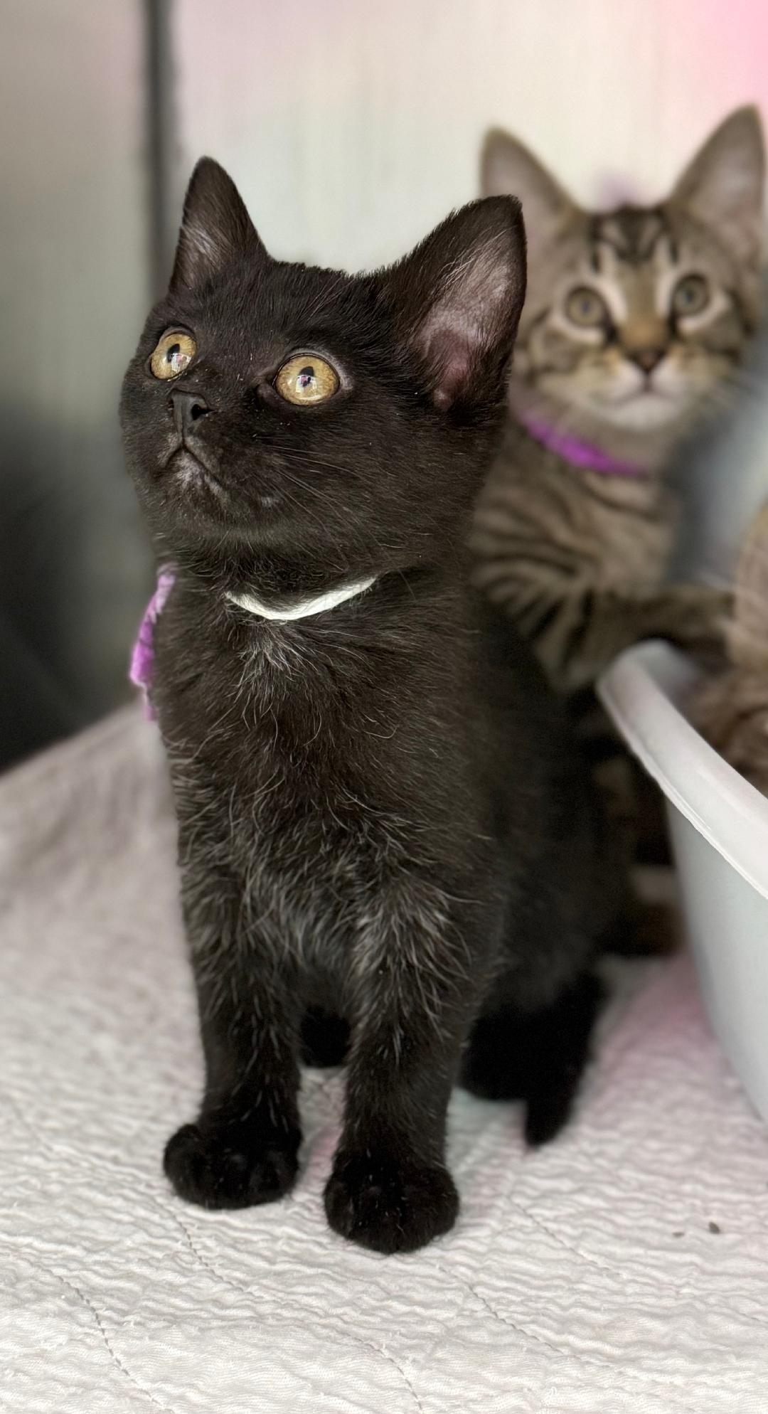 Enlarge Holly, an adopted Domestic Short Hair in Mount Vernon, OH image 1/1